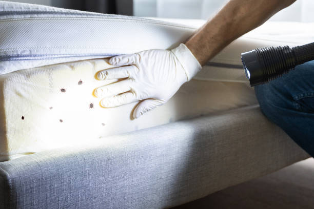 Best Cockroach Control Services  in Mcloud, OK