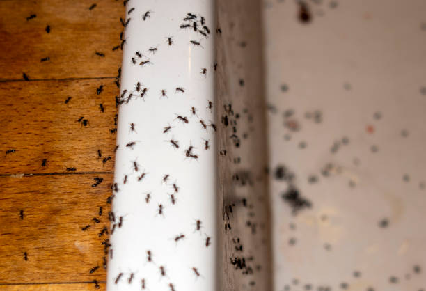 Best Residential Pest Control  in Mcloud, OK